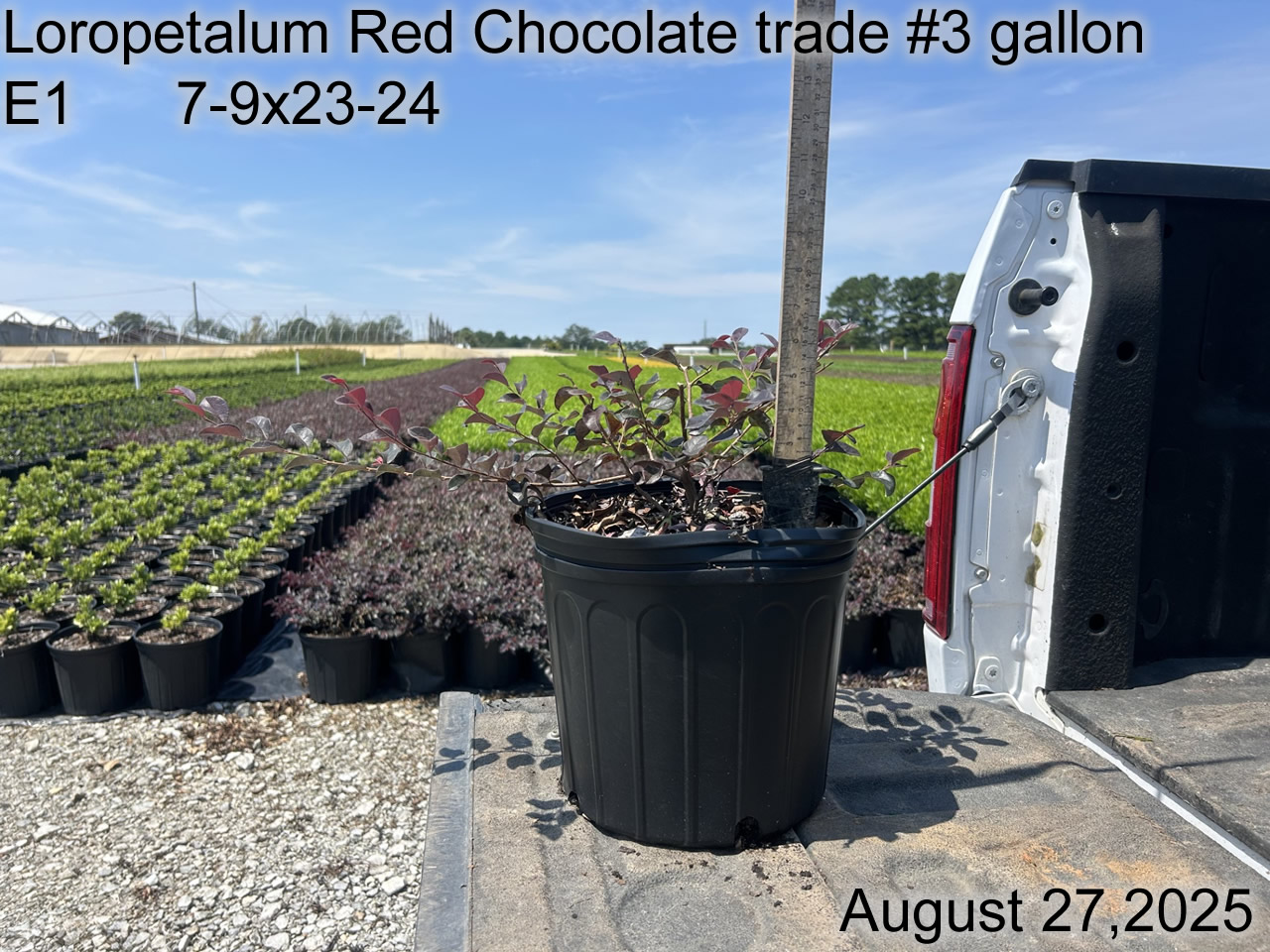 gallery/lrc3t e1 aug25.jpg